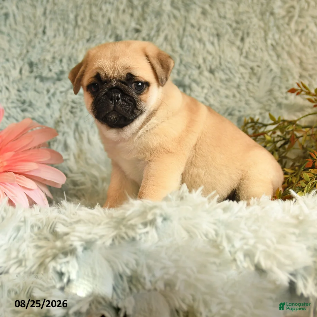 Pug dogs for sale: Bouncer - Ad 1