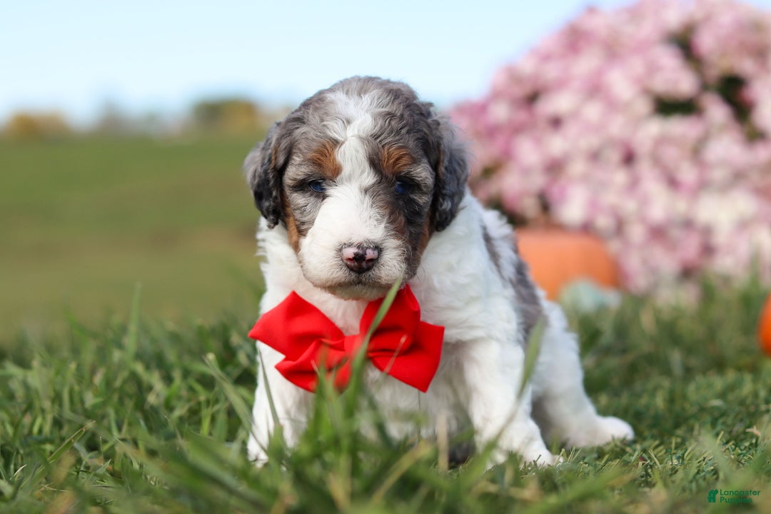 Mini Bernedoodle dogs for sale: Chase - Ad 4