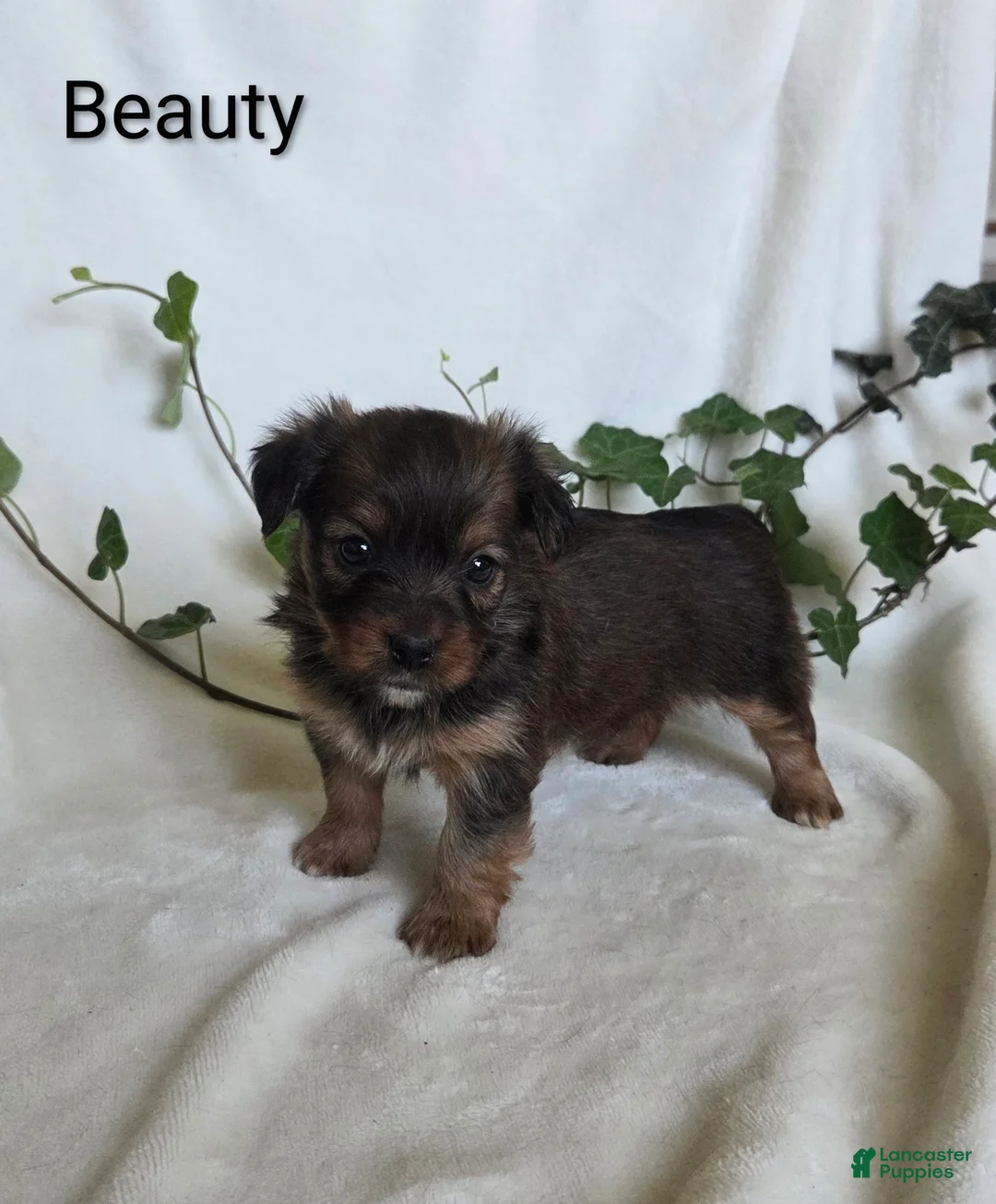Mixed Breed dogs for sale: Beauty - Ad 1