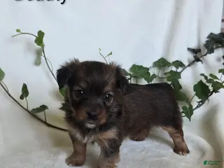 Mixed Breed dogs Beauty - Ad 37