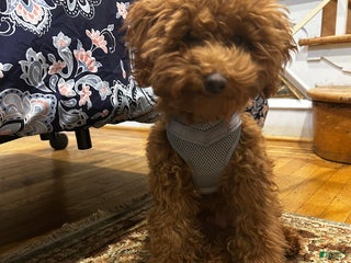 Toy Poodle dogs Toy Poodle litter of 1 puppies - Ad 15