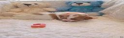 Brittany Spaniel dogs for sale: Brittany Spaniel 2 - Ad 7
