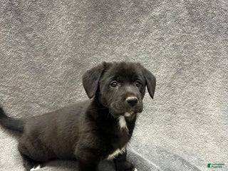 Mixed Breed dogs Mixed Breed Koda - Ad 33