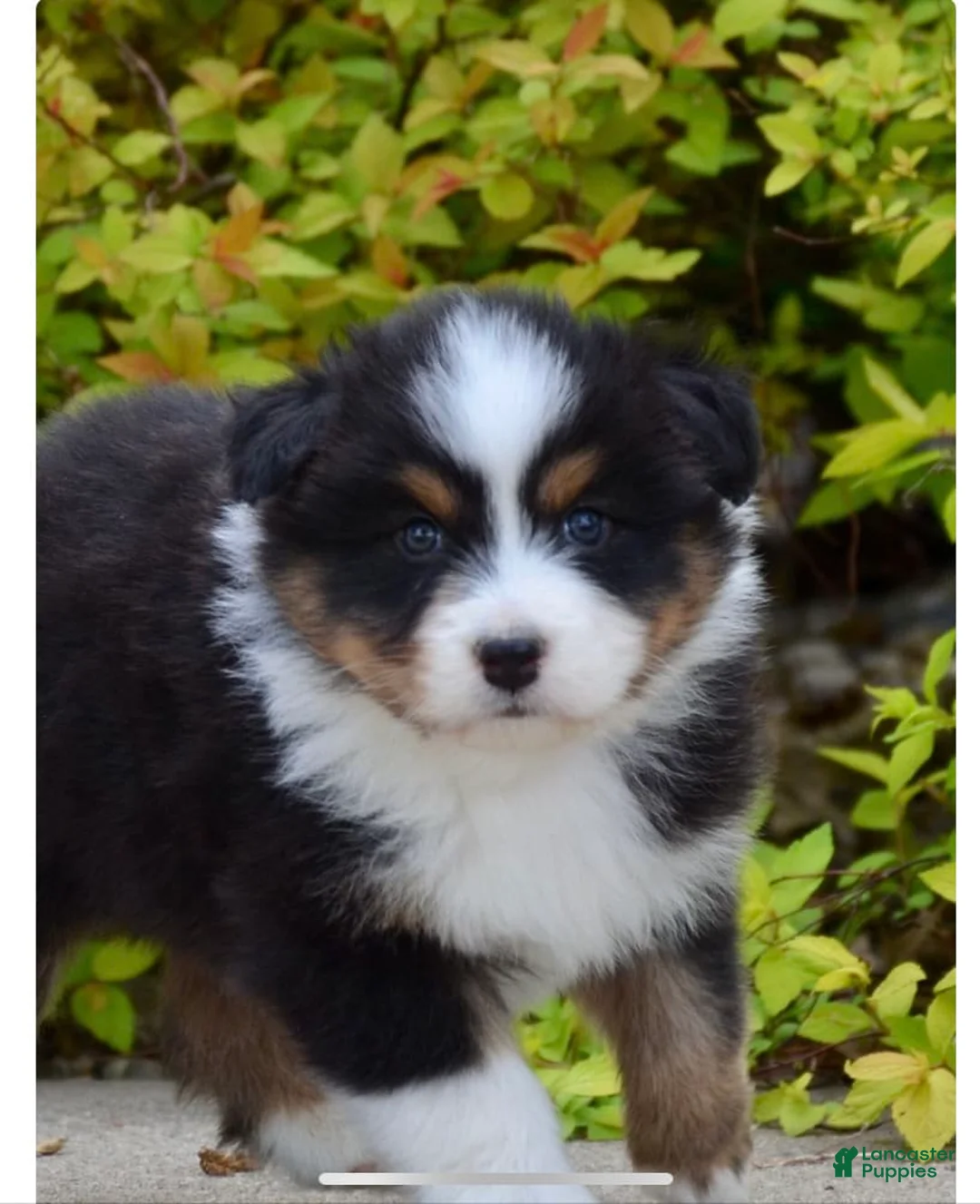 Gallery Image {{count}}