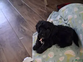 Mixed Breed dogs Mixed Breed Puppy 4 - Ad 33