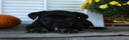 Mixed Breed dogs for sale: Midnight - Ad 4