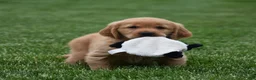 Golden Retriever dogs for sale: Marloe - Ad 4