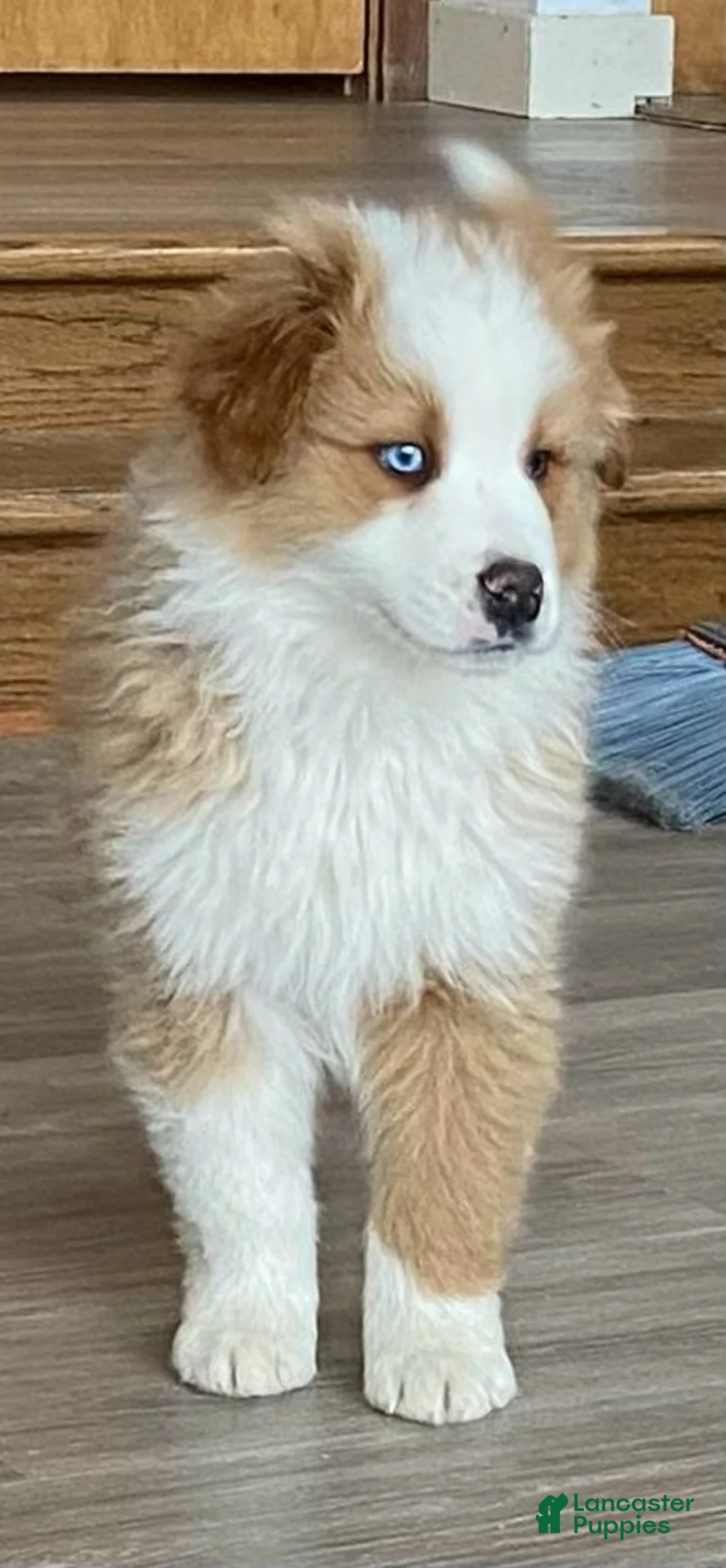 Australian Shepherd dogs for sale: Luke - Ad 2