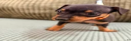 Miniature Pinscher dogs for sale: Lucy - Ad 15