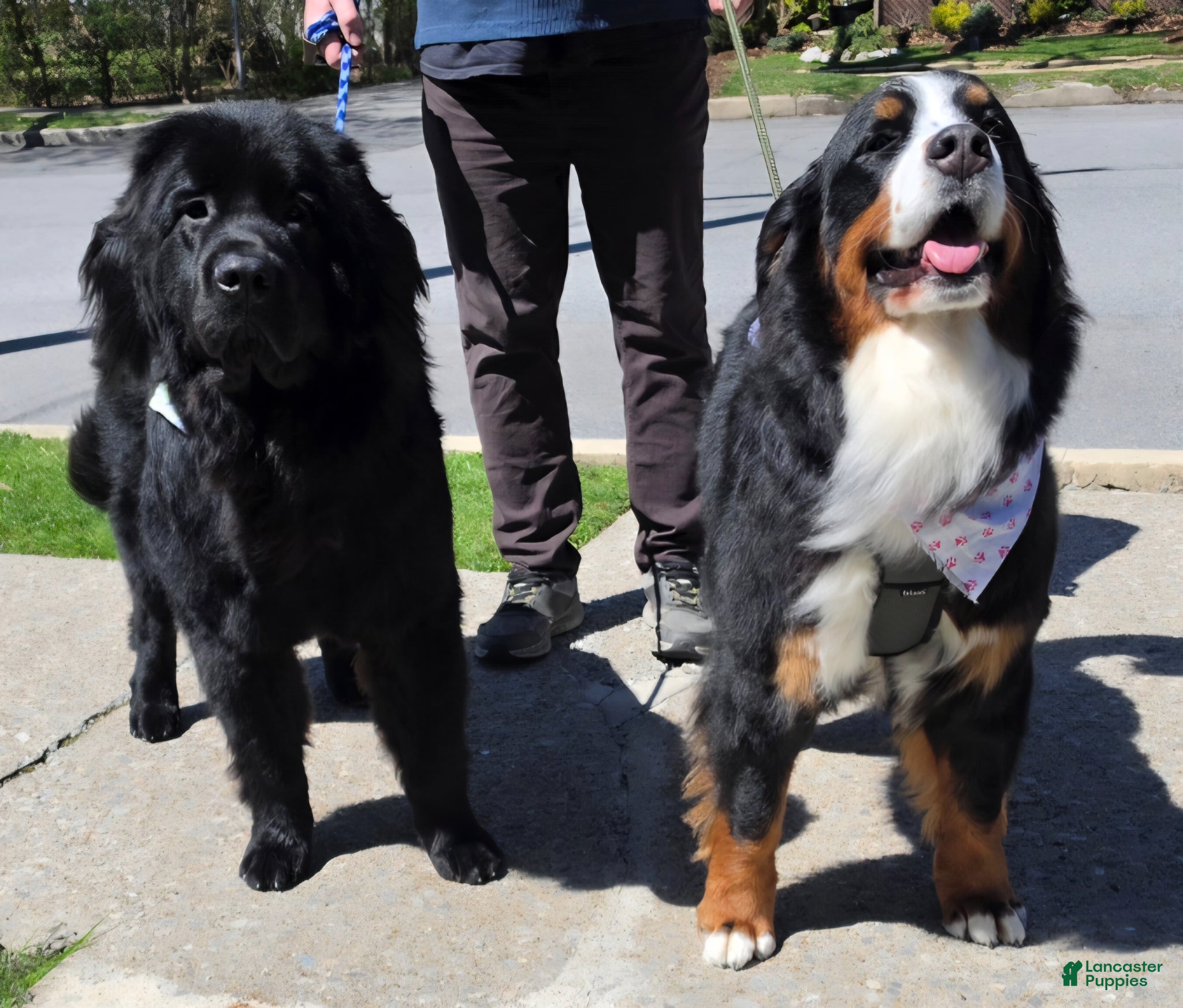 Mixed Breed dogs for sale: Mixed Breed Puppy 1 - Ad 1