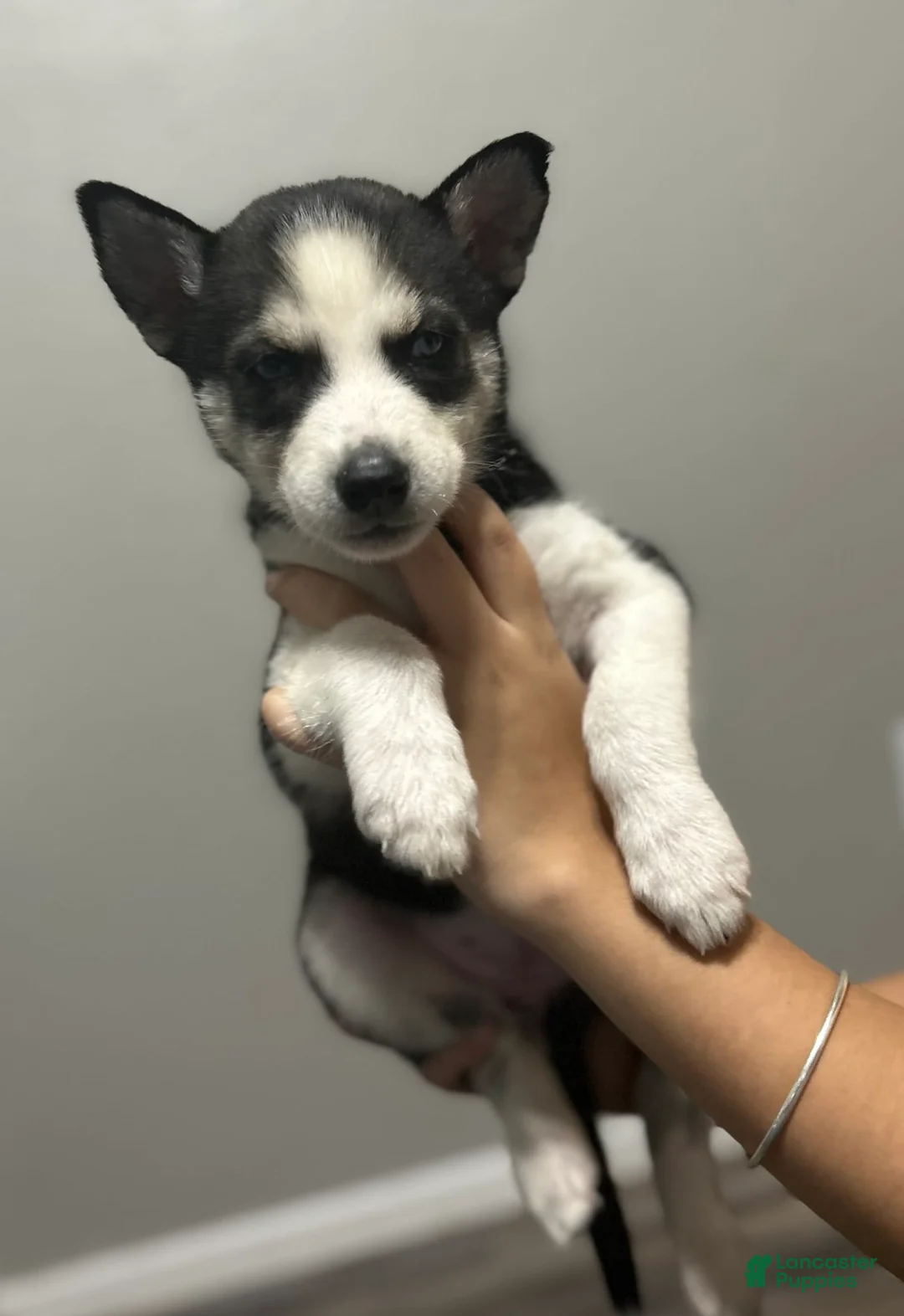 Gallery Image {{count}}