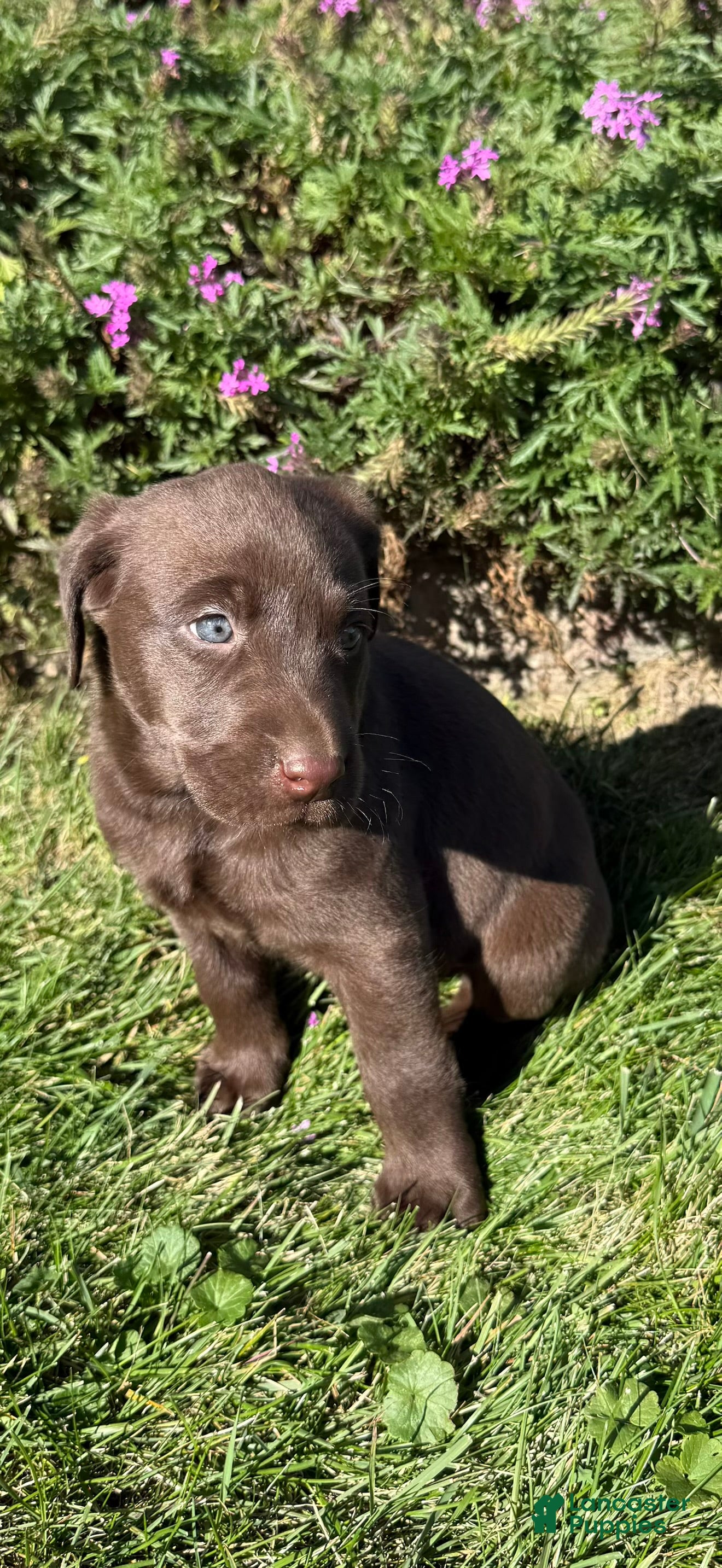 Labrador Retriever dogs for sale: Labrador Retriever 1 - Ad 2