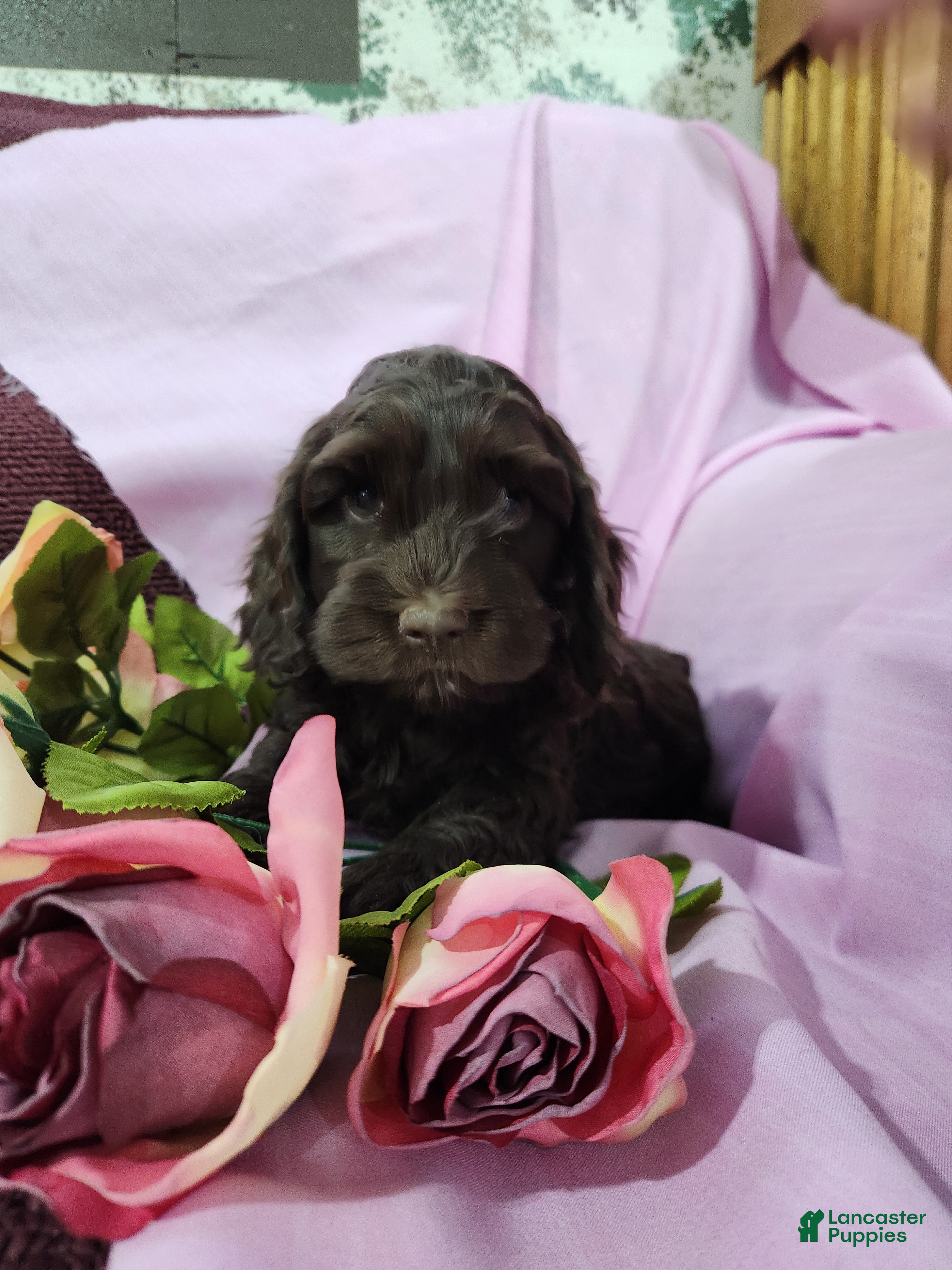 Mixed Breed dogs Lana - Ad 24