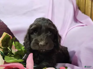 Mixed Breed dogs Lana - Ad 24