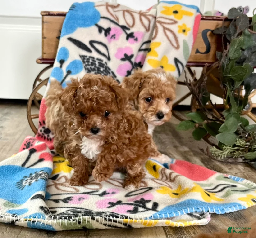 Toy Poodle dogs for sale: Precious rosebud ❤️ mom and dad weigh 4 pounds ❤️ crate/potty train ❤️ 717-344-8460 - Ad 3