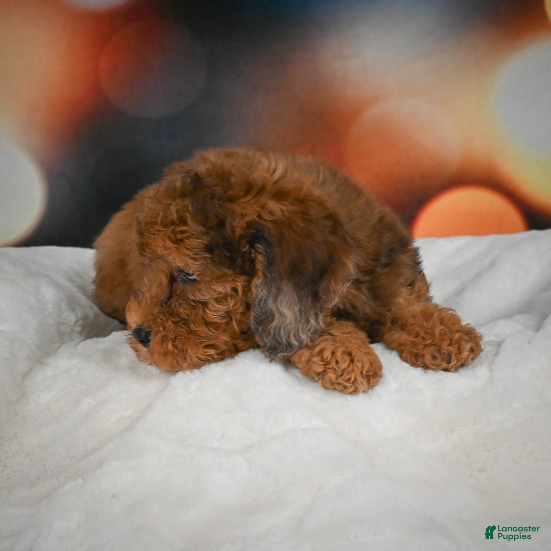 Mini Aussiedoodle dogs for sale: Annie - Ad 7