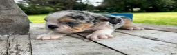 English Bulldog dogs for sale: Venom - Ad 3