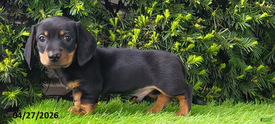 Miniature Dachshund dogs Pete - Ad 1