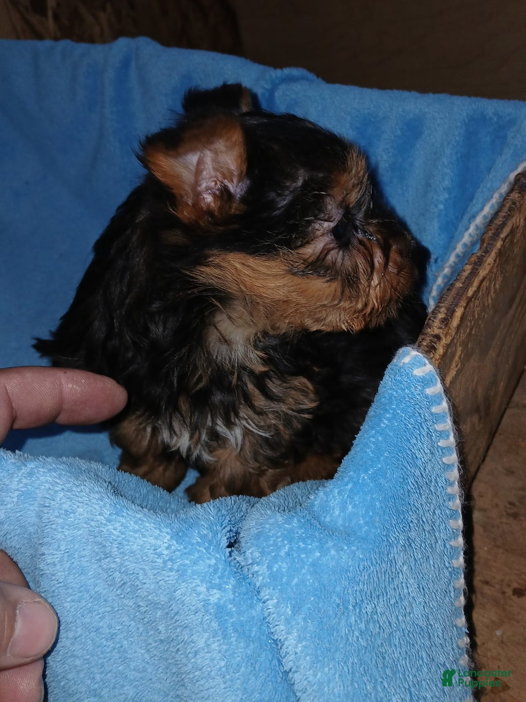 Yorkshire Terrier dogs for sale: Sadie - Ad 4