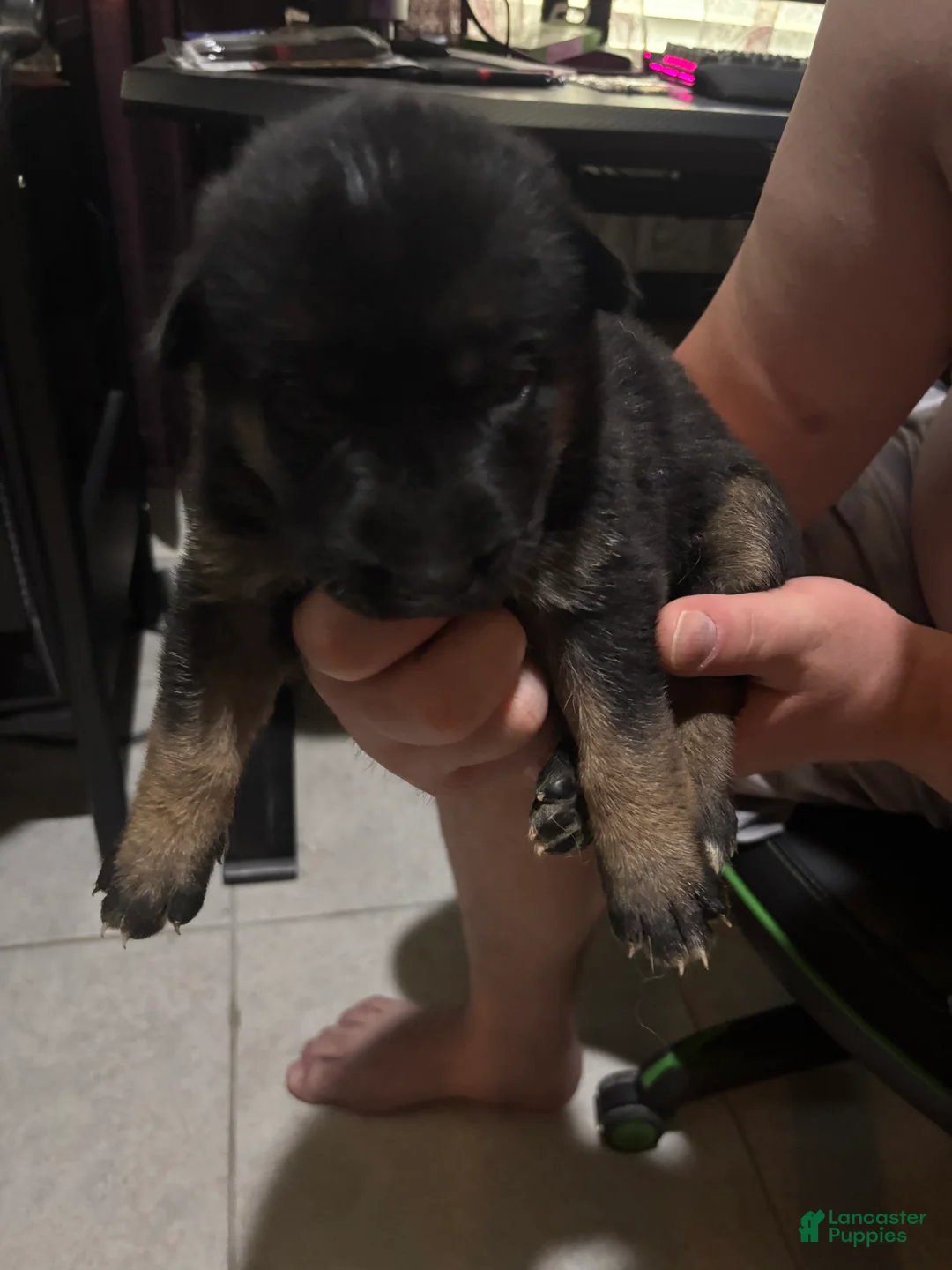 Gerberian Shepsky dogs for sale: Shadow - Ad 1