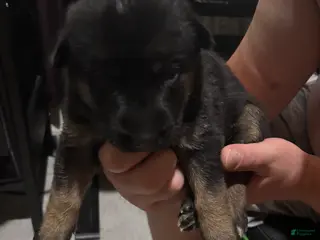 Gerberian Shepsky dogs Shadow - Ad 1