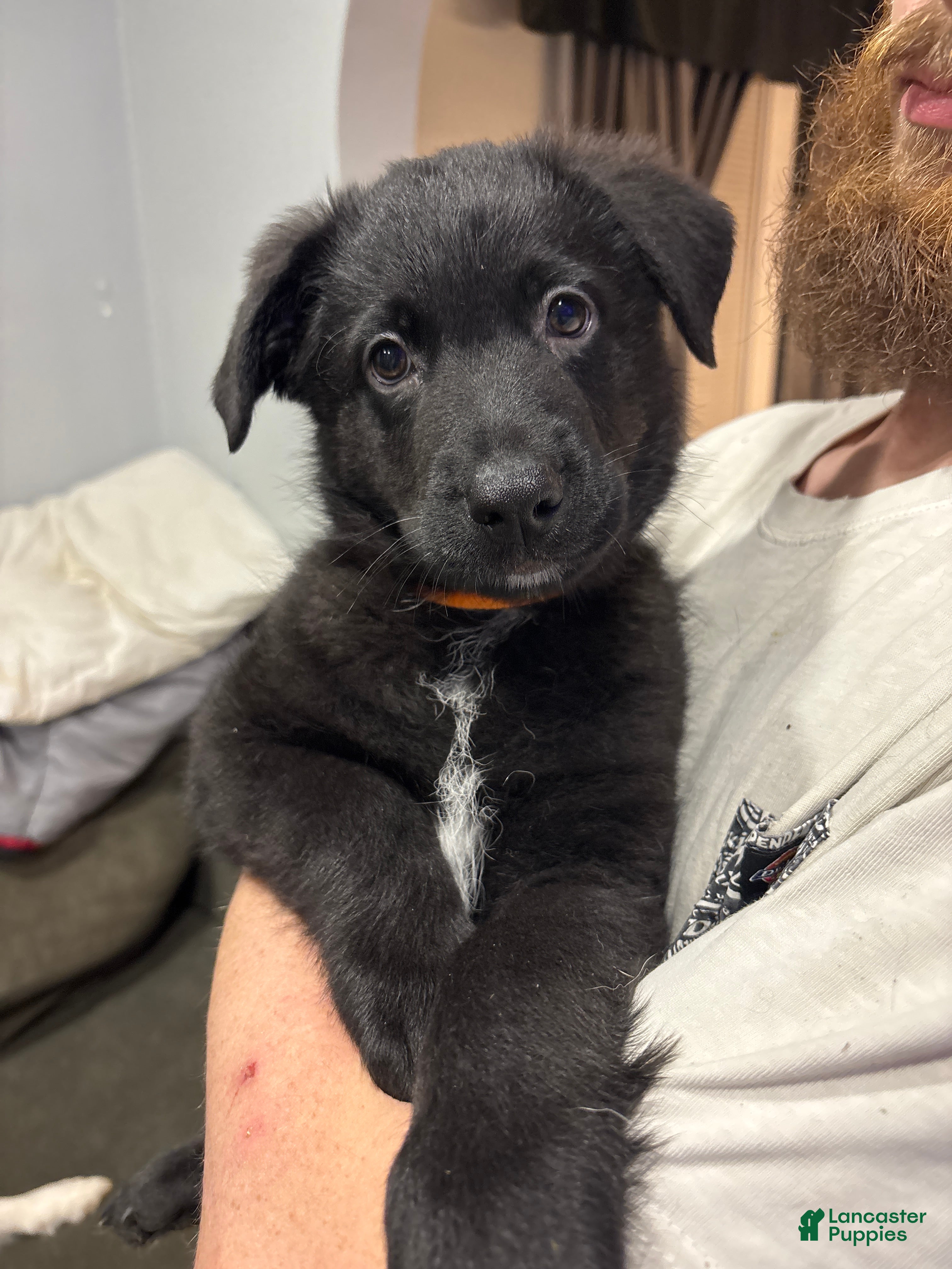 Mixed Breed dogs Mixed Breed Puppy 1 - Ad 9