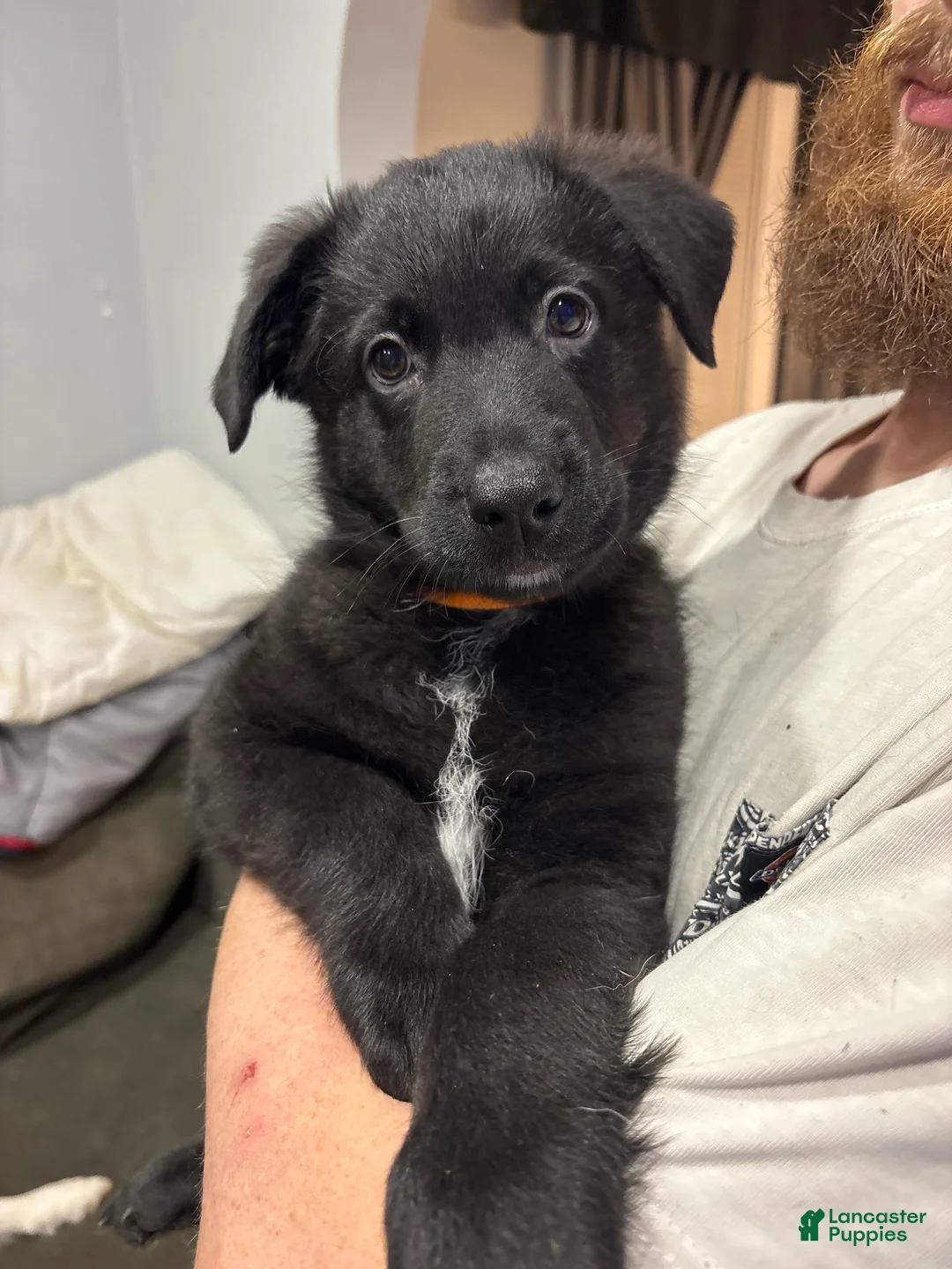 Mixed Breed dogs for sale: Mixed Breed Puppy 1 - Ad 1