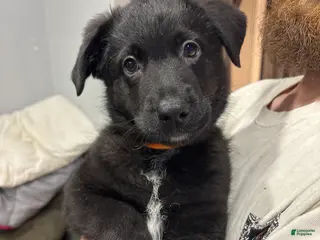 Mixed Breed dogs Mixed Breed Puppy 1 - Ad 9