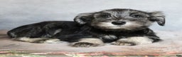Miniature Schnauzer dogs for sale: Rowan - Ad 2