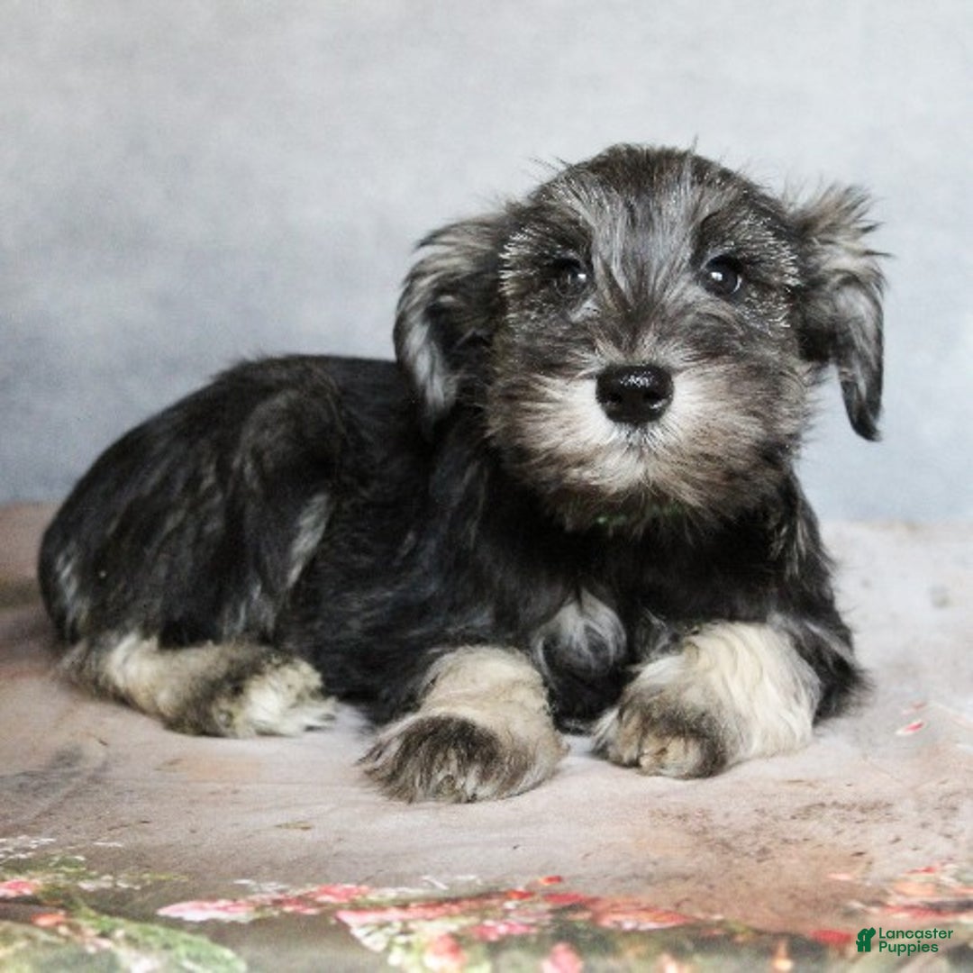 Miniature Schnauzer dogs for sale: Rowan - Ad 2