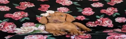 Vizsla dogs for sale: Alli - Ad 6