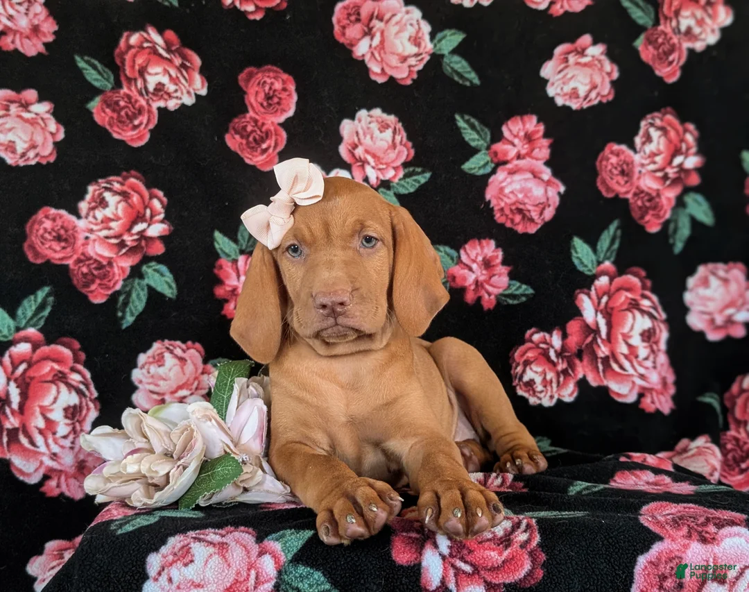 Vizsla dogs for sale: Alli - Ad 6