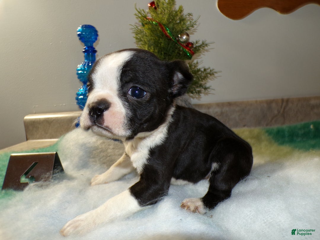 Boston Terrier dogs for sale: Boston Terrier Puppy 4 Dana - Ad 3