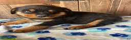 Rottweiler dogs for sale: Bogart - Ad 3