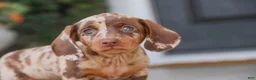 Dachshund dogs for sale: Latte - Ad 7