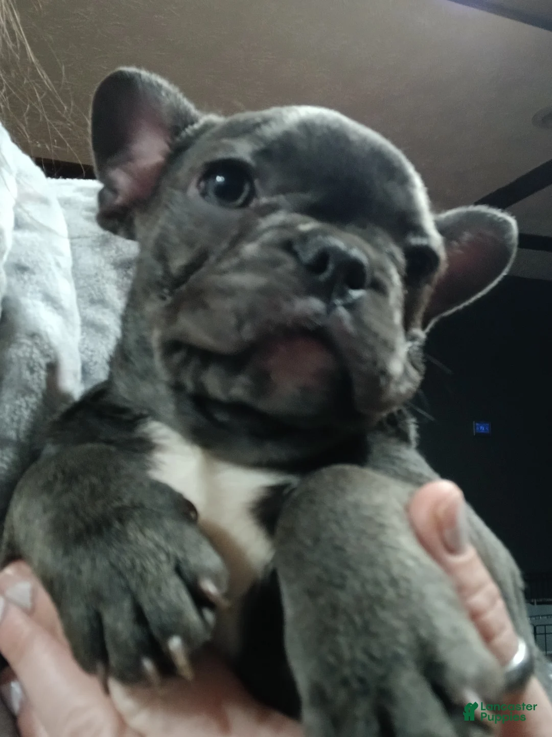 French Bulldog dogs for sale: Lady - Ad 4