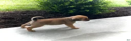 Puggle dogs for sale: Puggle 6 - Ad 3