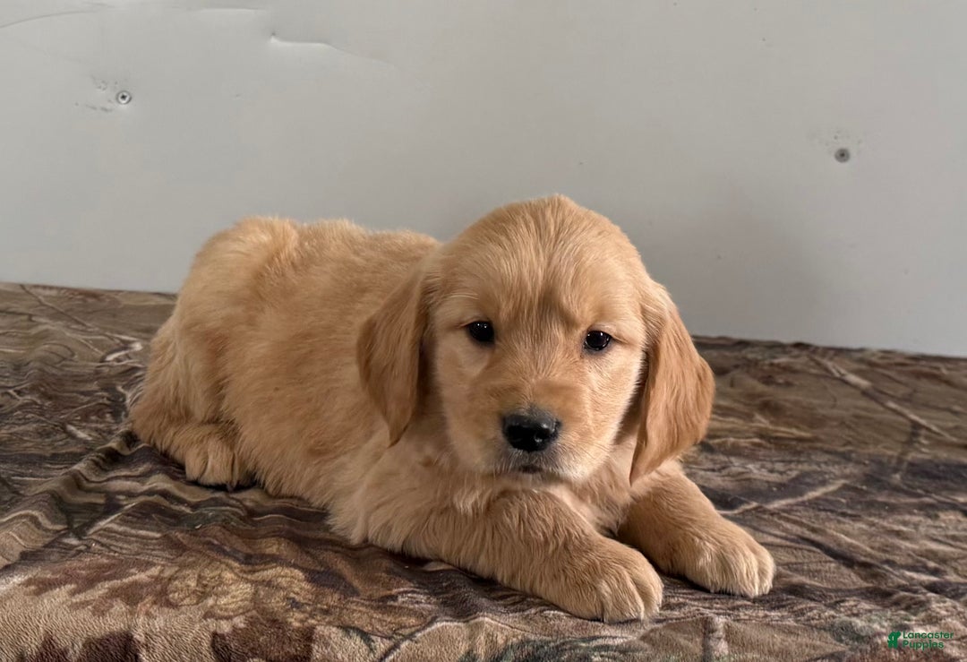 Golden Retriever dogs for sale: Timmy - Ad 3