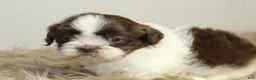 Shih Tzu dogs for sale: Nano - Ad 8
