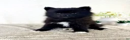 Pomsky dogs for sale: Pepper - Ad 3