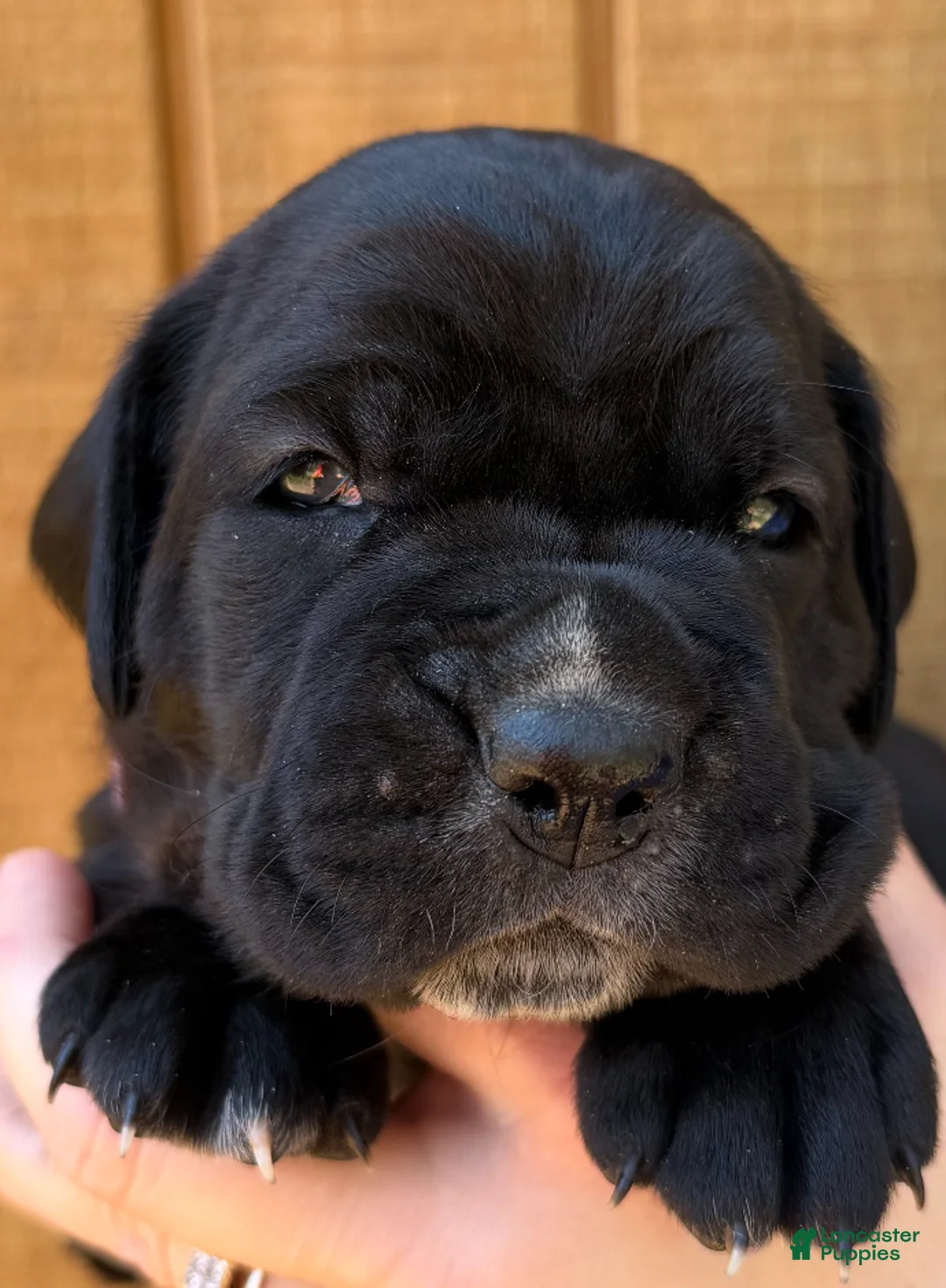 Cane Corso dogs for sale: Cane Corso Puppy 3 - Ad 2