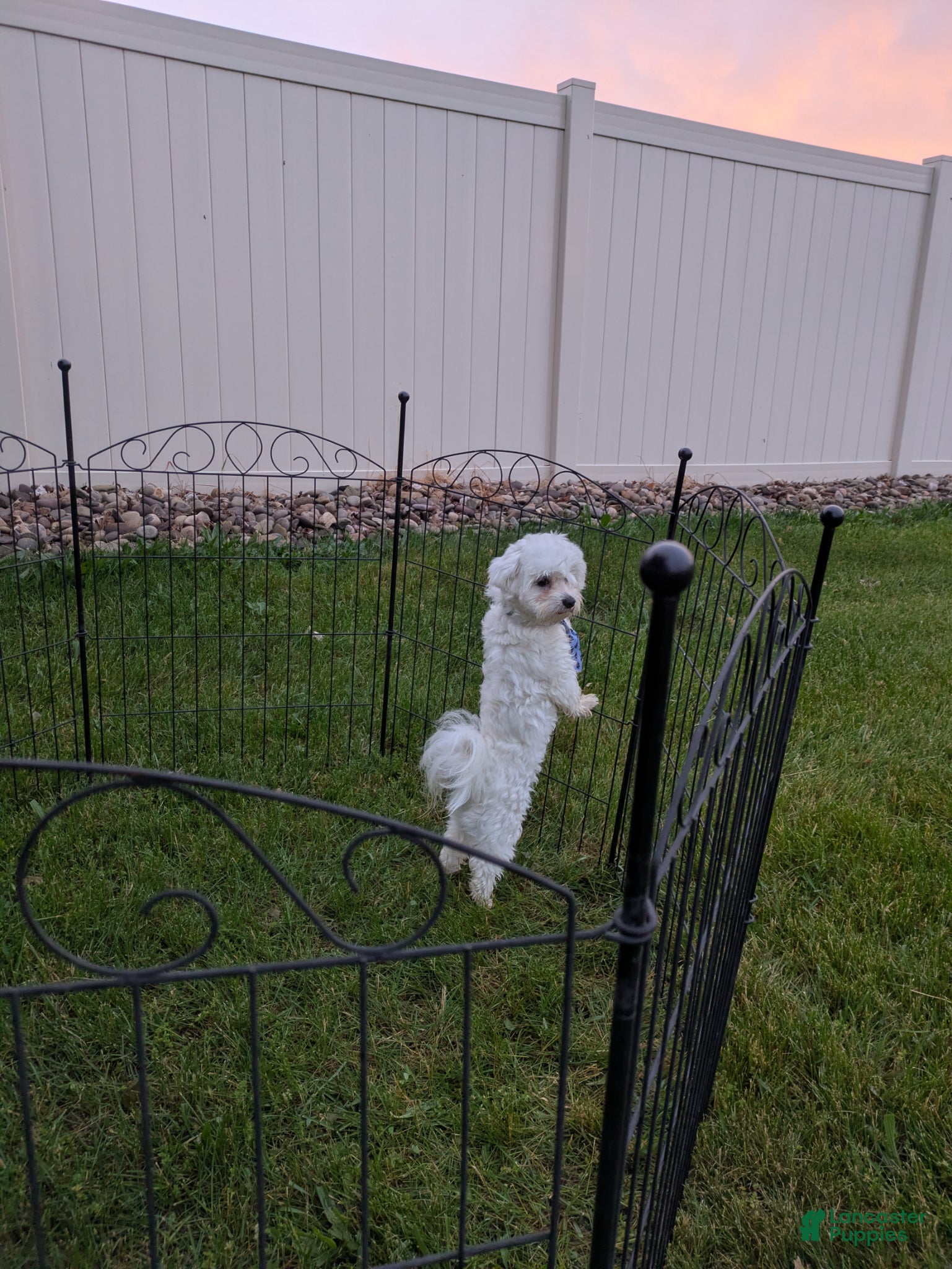 Maltese dogs Dakota  - Ad 2