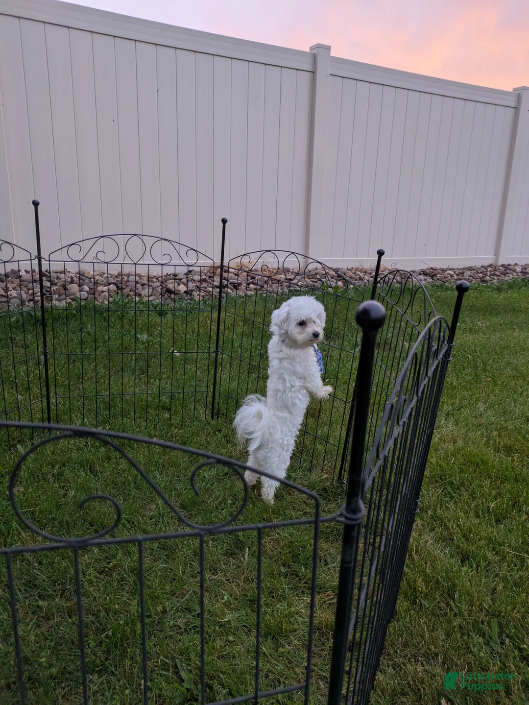 Maltese dogs for sale: Dakota  - Ad 2