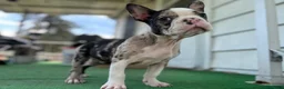 Mixed Breed dogs for sale: Bane - Ad 6