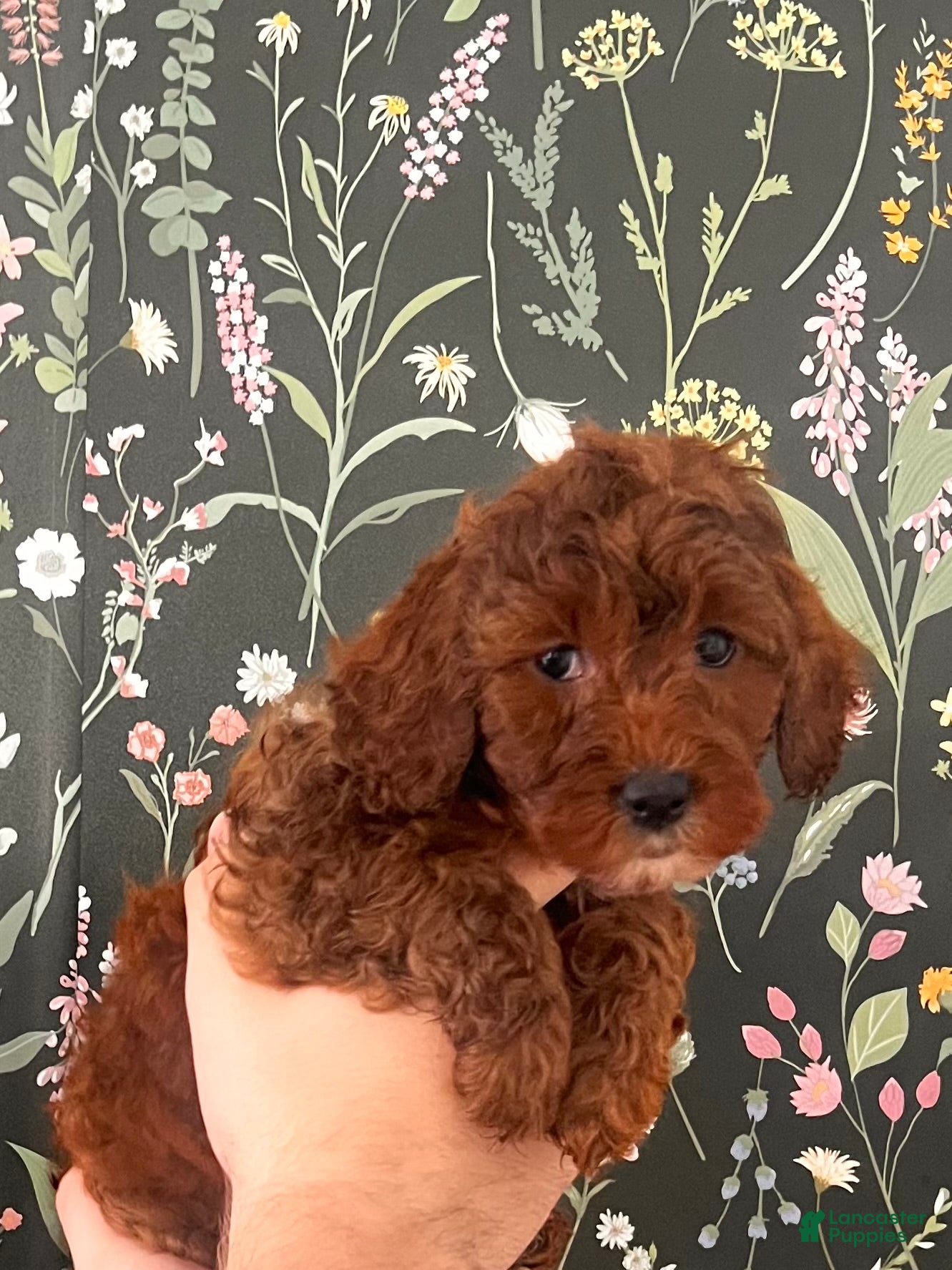 Mini Goldendoodle dogs Mini Goldendoodle Puppy White girl  - Ad 8
