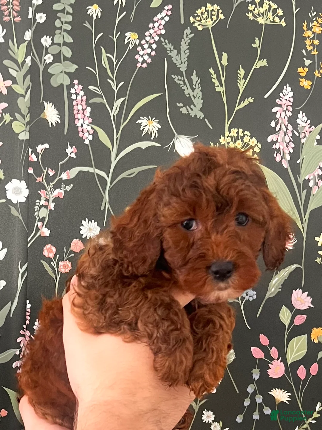 Mini Goldendoodle dogs for sale: Mini Goldendoodle Puppy White girl  - Ad 1