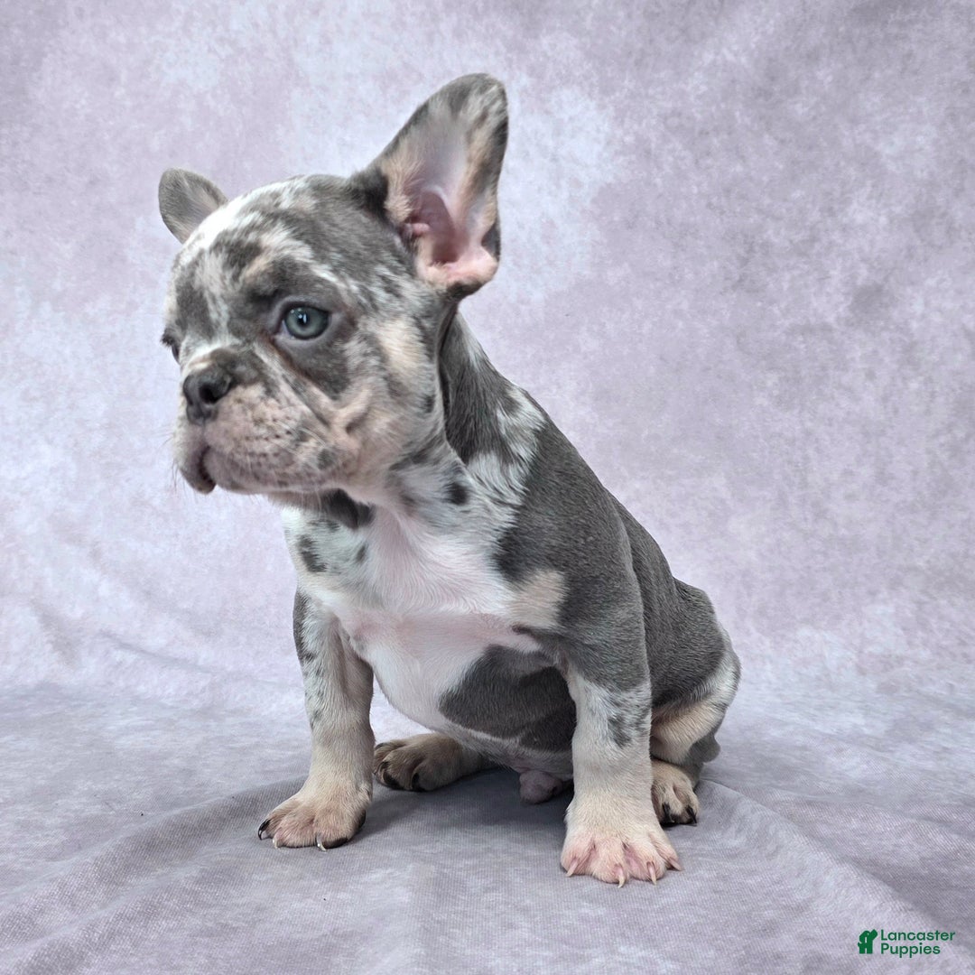 French Bulldog dogs for sale: Liam - Ad 5