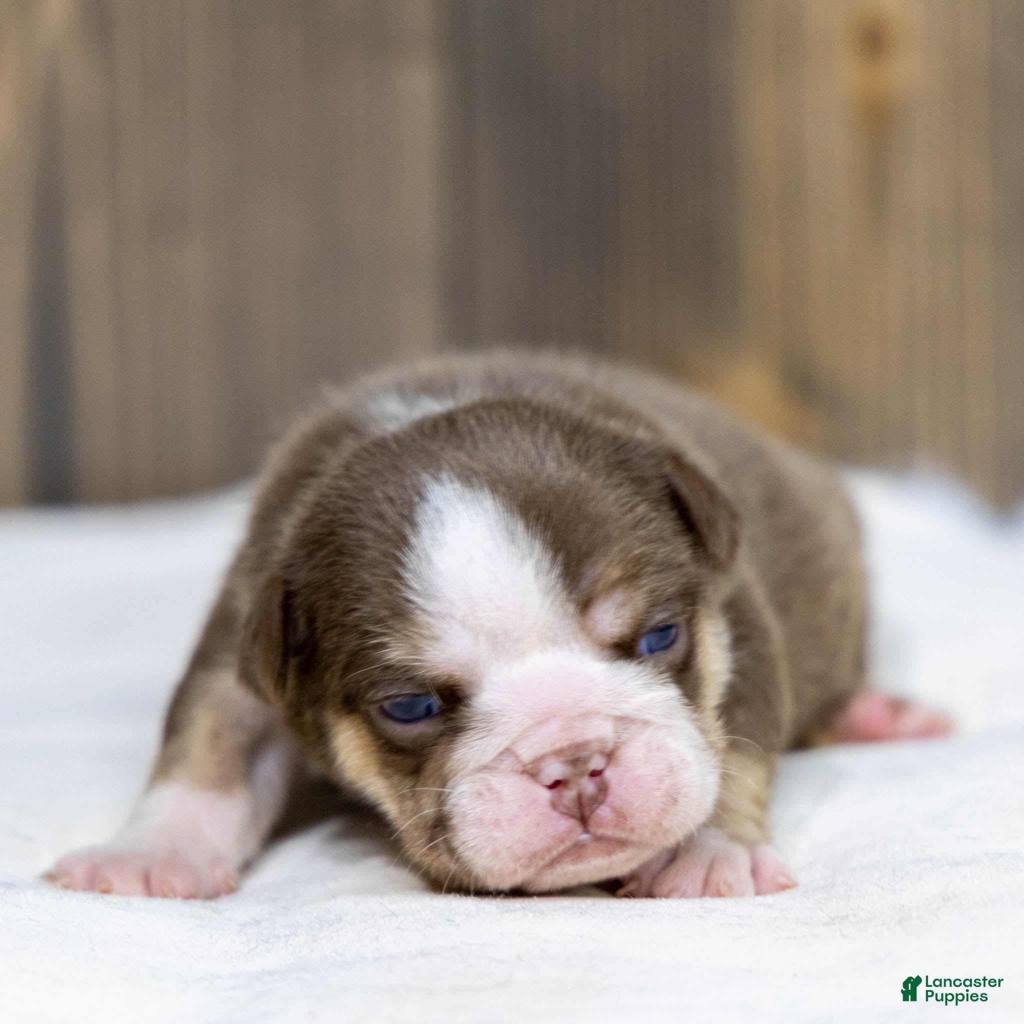 English Bulldog dogs Marina Mocha English Bulldog Puppy  - Ad 2