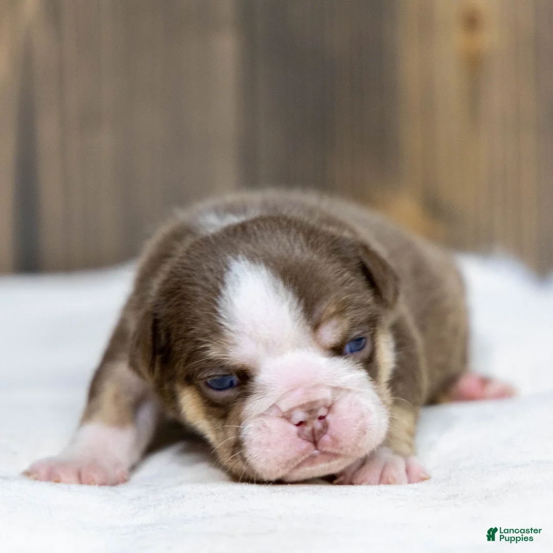 English Bulldog dogs for sale: Marina Mocha English Bulldog Puppy  - Ad 2