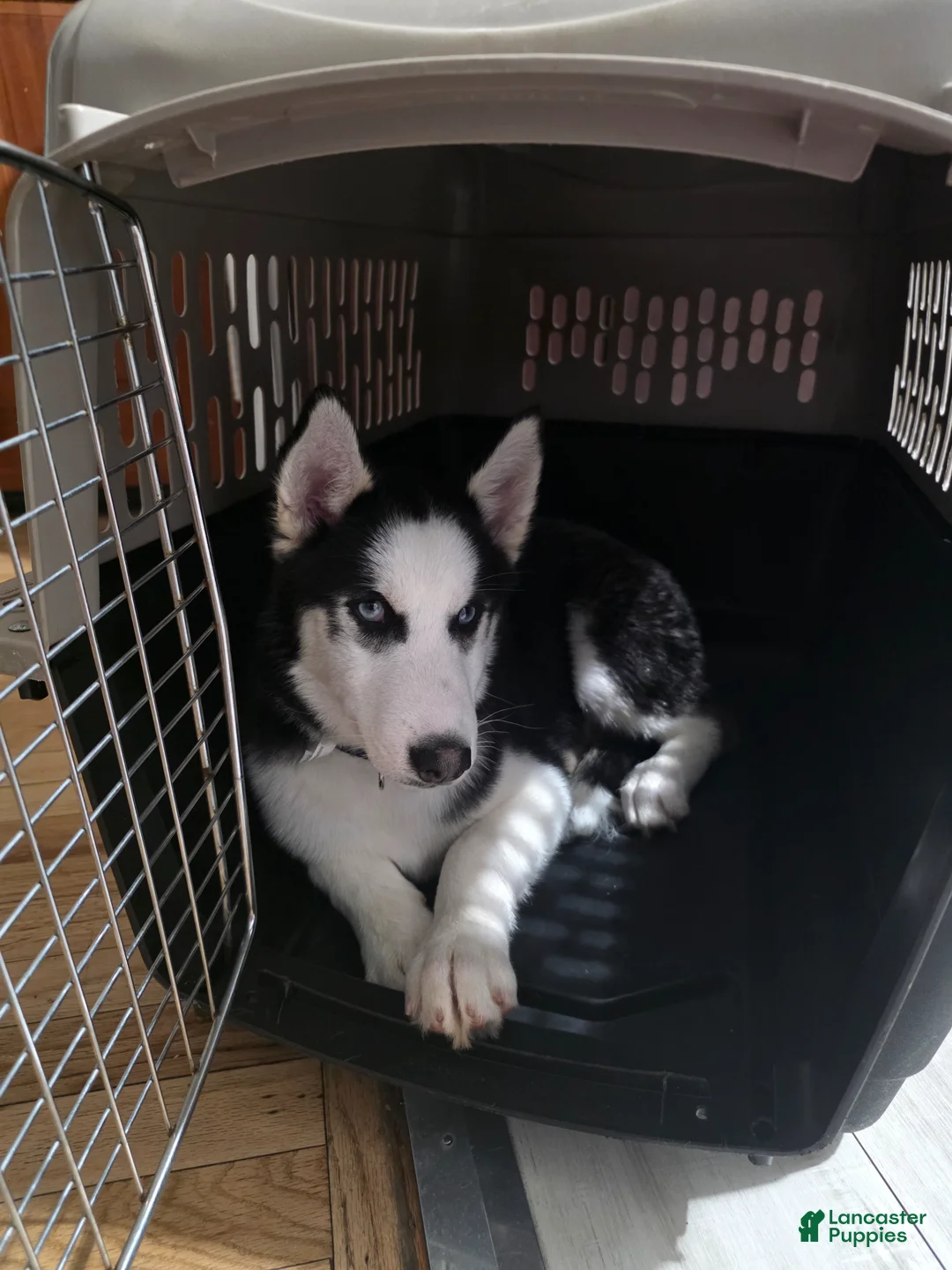 Pomsky dogs for sale: Pomsky Puppy 1 - Ad 1